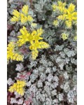 Очиток лопатчатолистий `Капе Бланко` | Sedum spathulifolium `Cape Blanco` | Очиток лопатчатолистный `Капе Бланко`